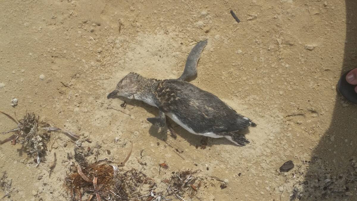 More than 20 dead penguins and cormorants have been found at beaches in the state's North, as reports come in from other places around the state. Picture: Supplied