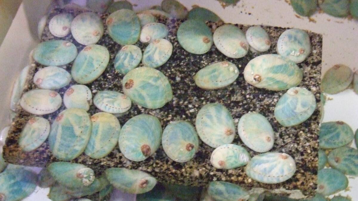 State’s $100m abalone boom