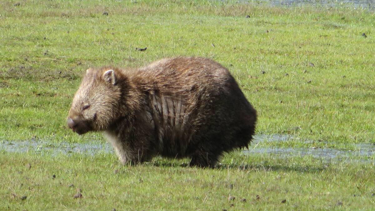 COMPASSION NEEDED: A mange-infested wombat in Narawntapu National Park. Simon White says more action is needed to help the wombat population. 