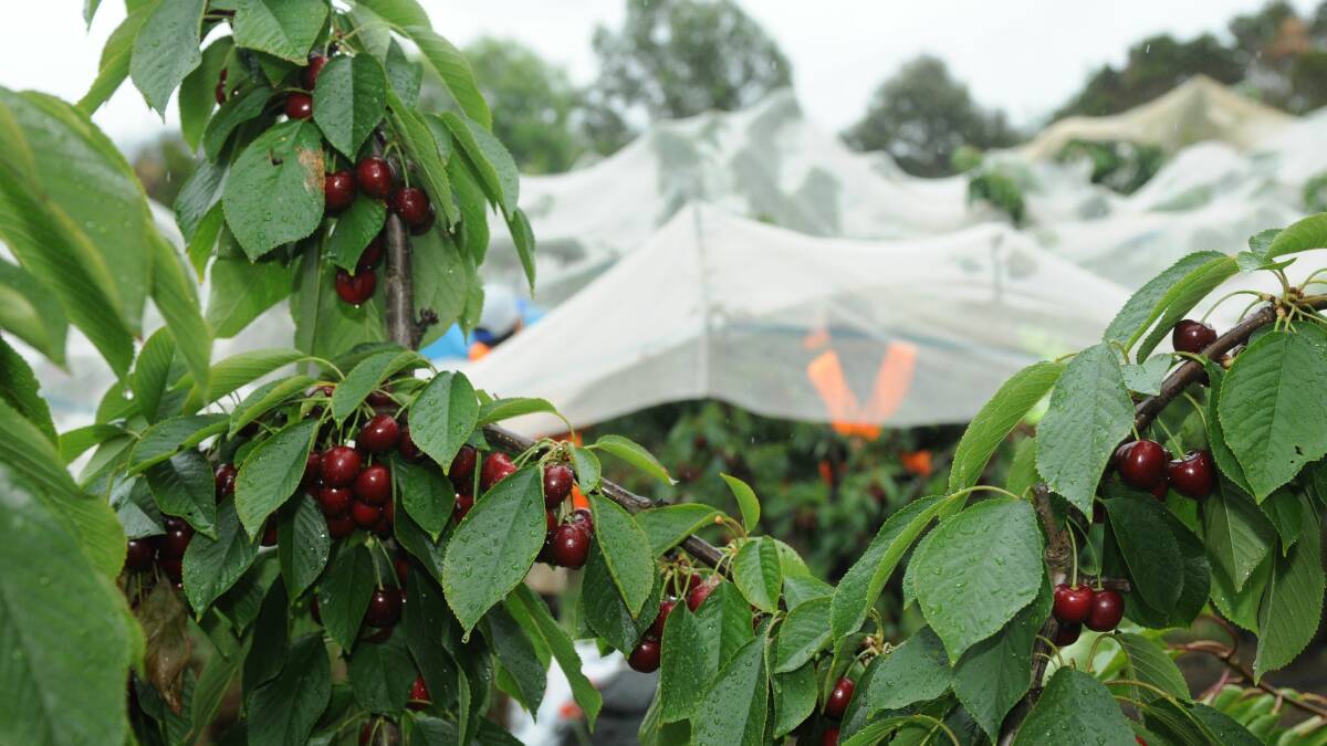 Fruit picking union action won't help workers