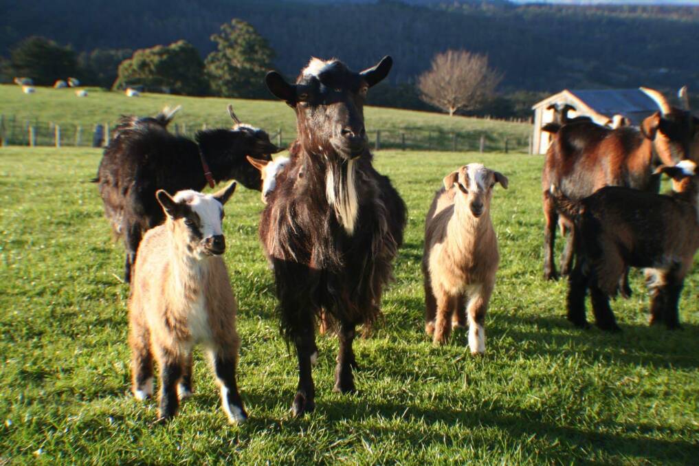 NOT KIDDING: Mini goats will be a feature at the Deloraine Show this weekend.