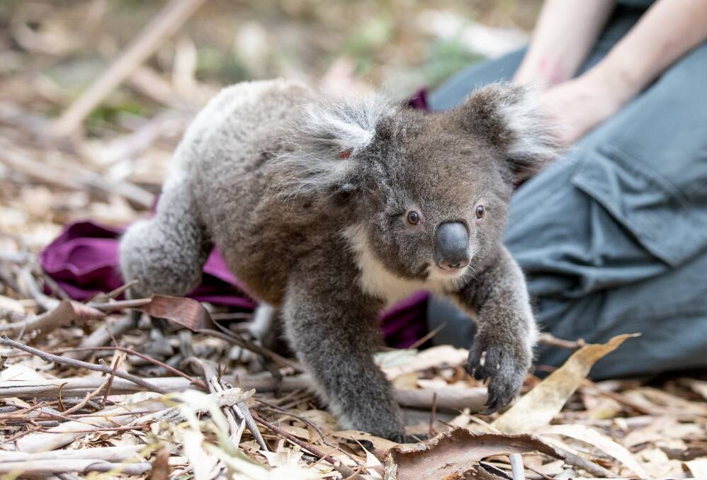 A file photo of 15-month-old koala being released into the wild in the ACT.