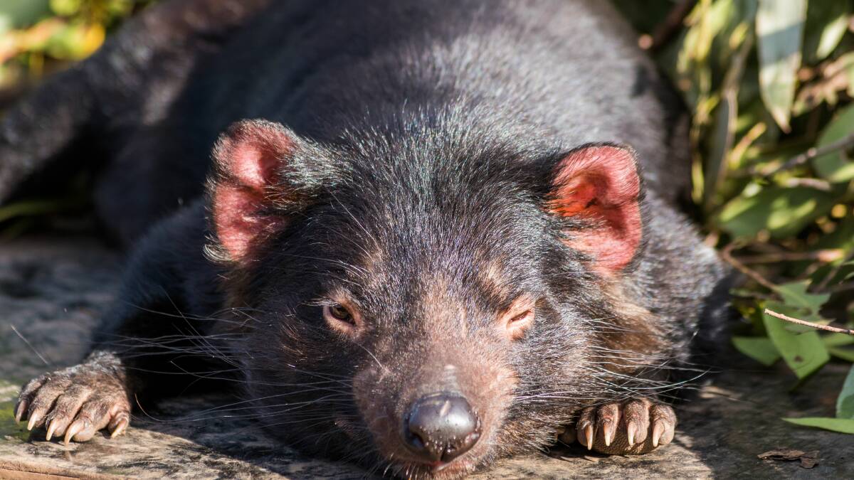 Tasmanian devil decline leaves feast for cats