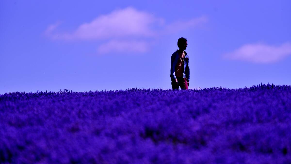A file photo of a tourist exploring Bridestowe Estate lavender farm at Nabowla. Peter McGlone says action around tourism customer service is needed. Picture: Scott Gelston 