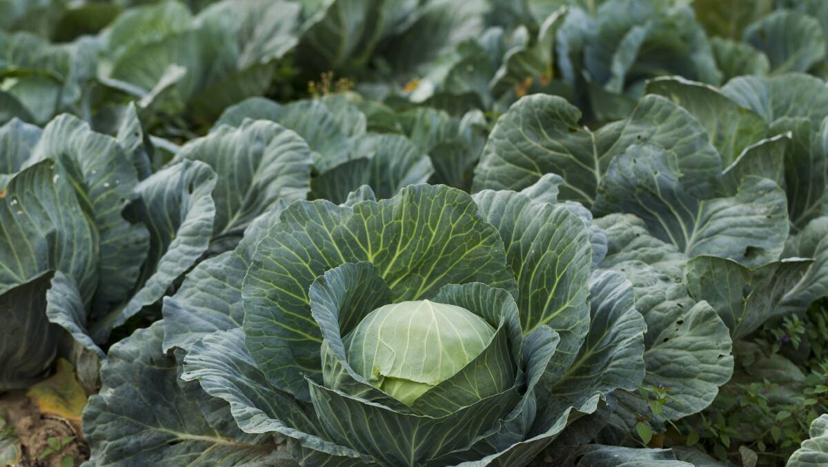 Jan Davis says the word count surrounding the sale of cabbages in the EU is just a myth. 