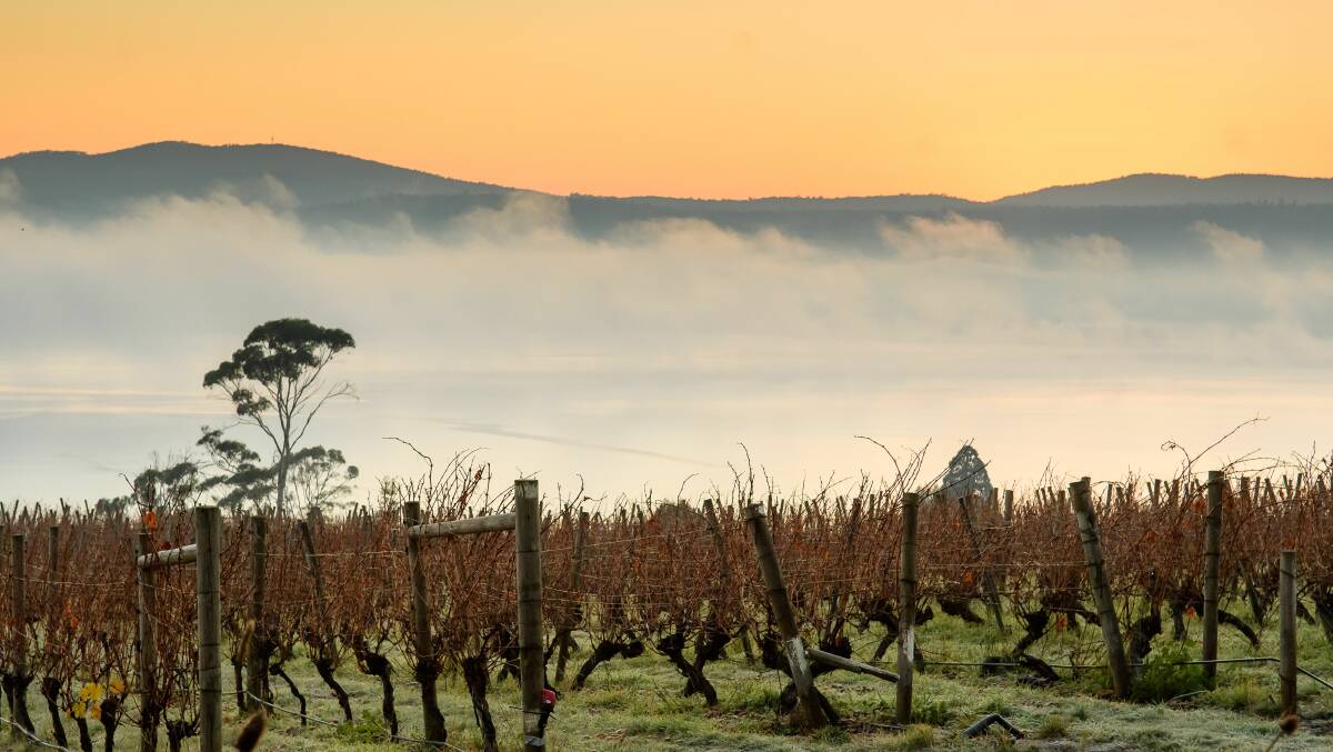 A sunrise at vineyards in Rosevears. A warming climate could hurt mainland growing regions, to Tasmania's benefit. Picture: Scott Gelston