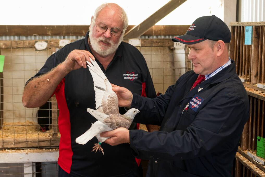Meander Valley Pigeon Club president Brian Leedhan and pigeon judge Jerrod Oliver at the Deloraine Show on Saturday. Picture: Phillip Biggs