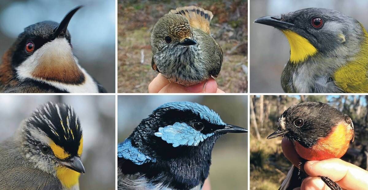 (Clockwise from top-left) eastern spinebill, brown thornbill, yellow-throated honeyeater, scarlet robin, superb fairy-wren and striated pardalote. The songbirds face a range of risks as the ecosystem is continually disrupted. Pictures: Glen Bain