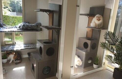 The cat bedrooms at Pets Now Boarding's 14-bedroom cat area. The owners say the cattery will be a significant improvement. Picture: supplied