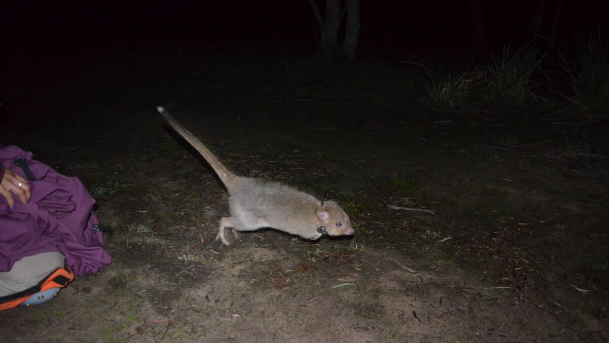A bettong wearing a GPS tracking collar is released by a handler. Bettongs wore the collars for about a month. Picture: Glen Bain