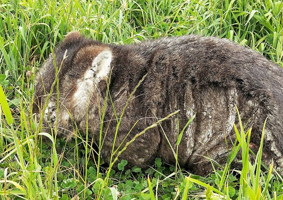 A wombat with mange recently found in the Evandale area bordered by a river and a road. Volunteers say previously common sightings are becoming rare. Picture: Wombat Rescue Tasmania