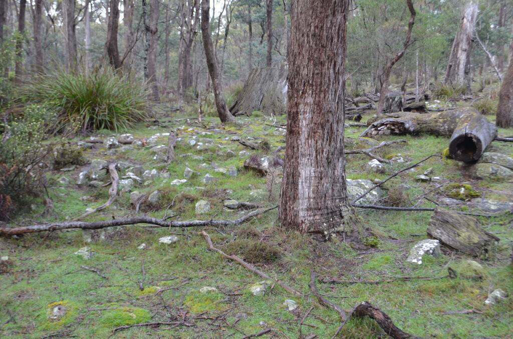 Like much of Tasmania, dolerite rock protrudes throughout the Brushy Rivulet block. Nearby properties also have substantial substrate rock. Picture: Adam Holmes 