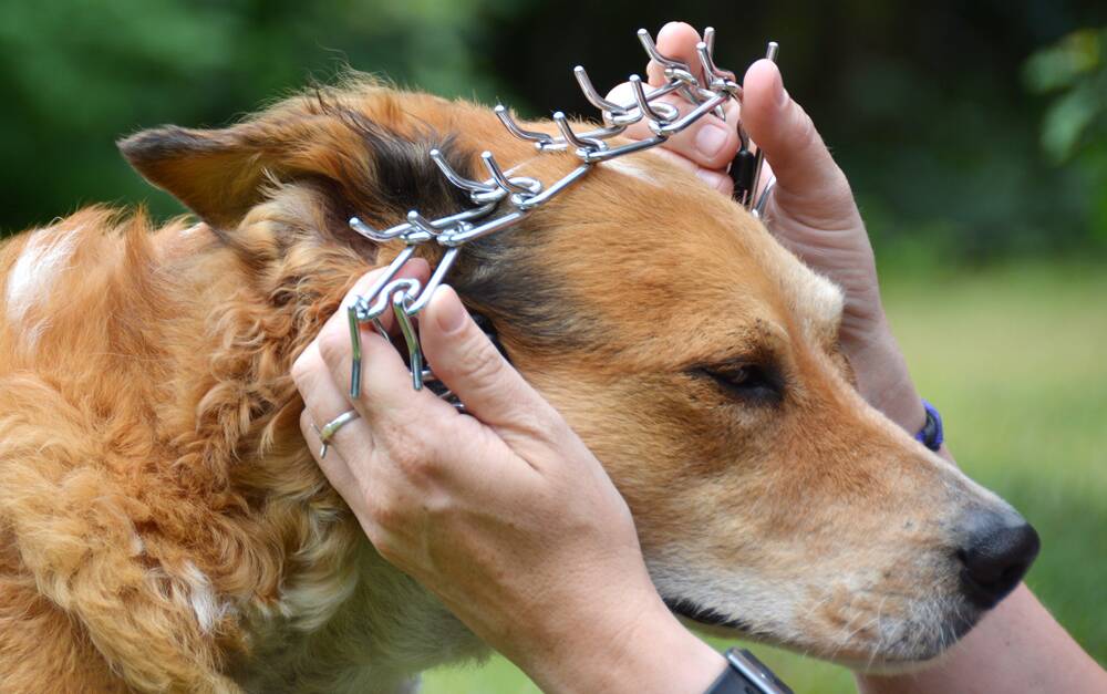Pronged collars are still used by a small number of dog obedience trainers, RSPCA Tasmania says, with spikes poking into the dog's neck as a way of negative reinforcement. Picture: RSPCA