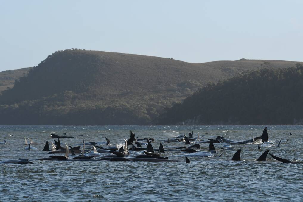 Whales stranded at Macquarie Harbour near Strahan. Pictures: Brodie Weeding