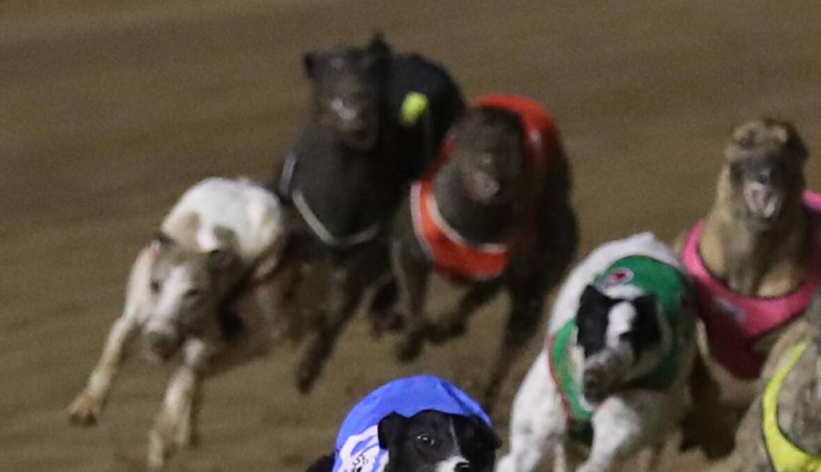 Tasmanian greyhound trainer banned for life