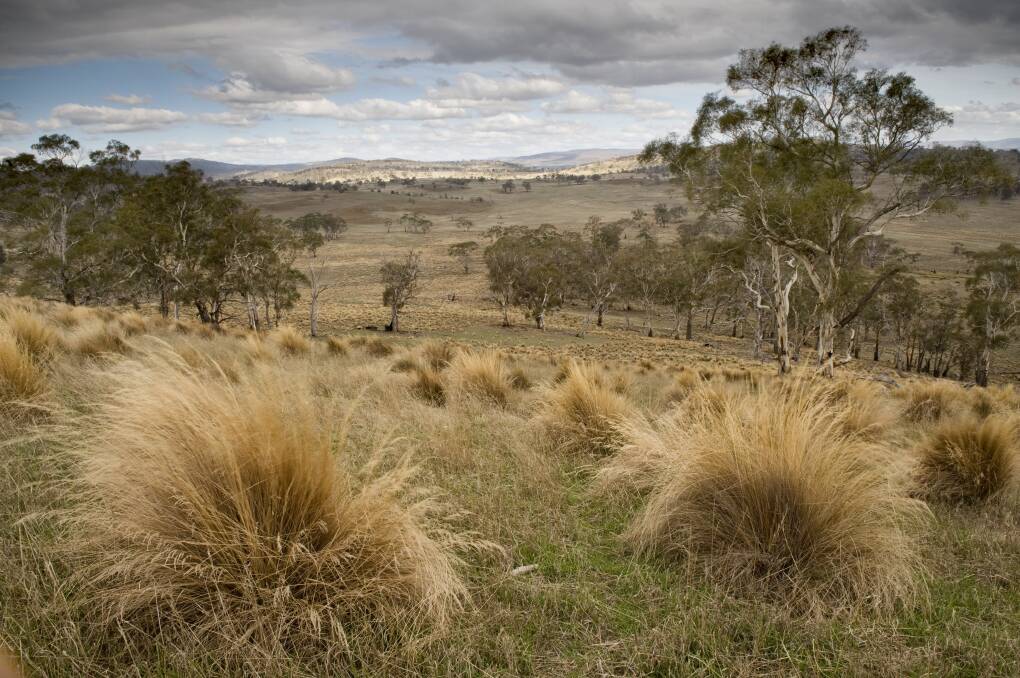 Native grassland on a property at Beaufort. Picture: Matthew Newton