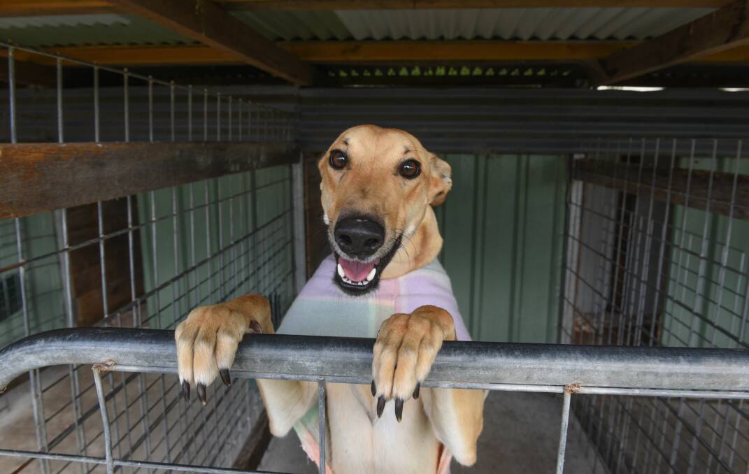 RSPCA Tasmania still has serious concerns about animal welfare compliance in the state's racing industries, particularly for greyhounds.