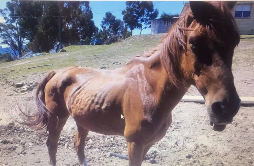 A malnourished horse on a property in the state's south that was subject to an RSPCA investigation before activists intervened. Picture: Supplied