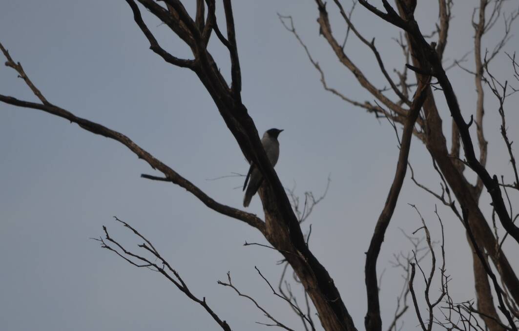 A black-faced cuckoo-shrike perches in a tree that would be removed for the prison. Picture: Adam Holmes