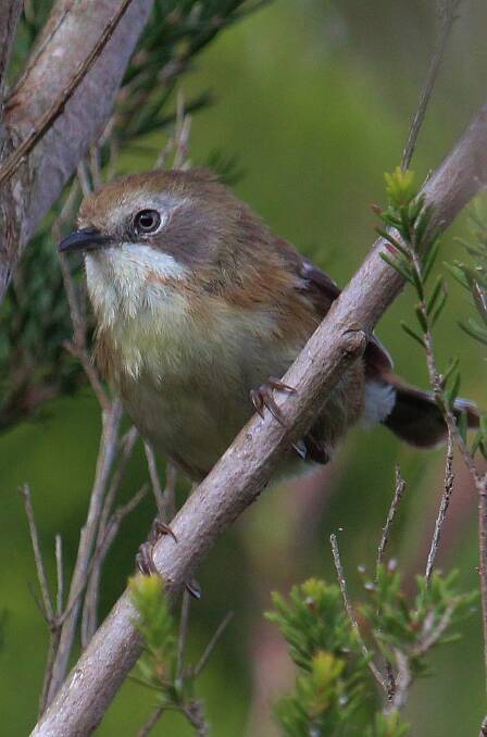 The King Island scrubtit is the third most endangered and has an estimated population of between 100 and 200. Picture: Dion Hobcroft