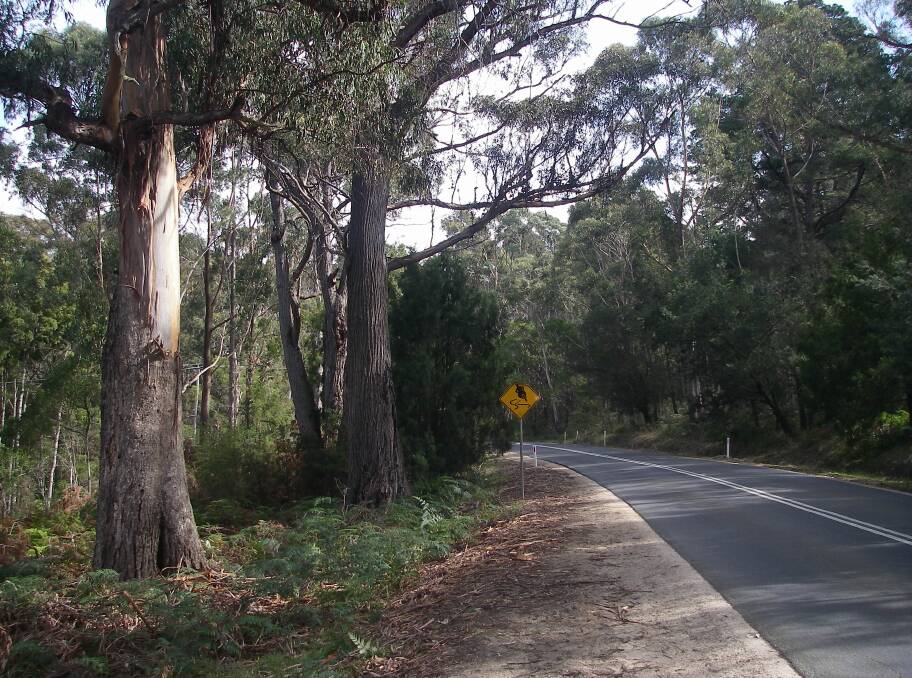 An area of the Tasman Highway to be widened, resulting in the removal of eucalypts in the area and the covering of hollows during swift parrot breeding season. Picture: supplied