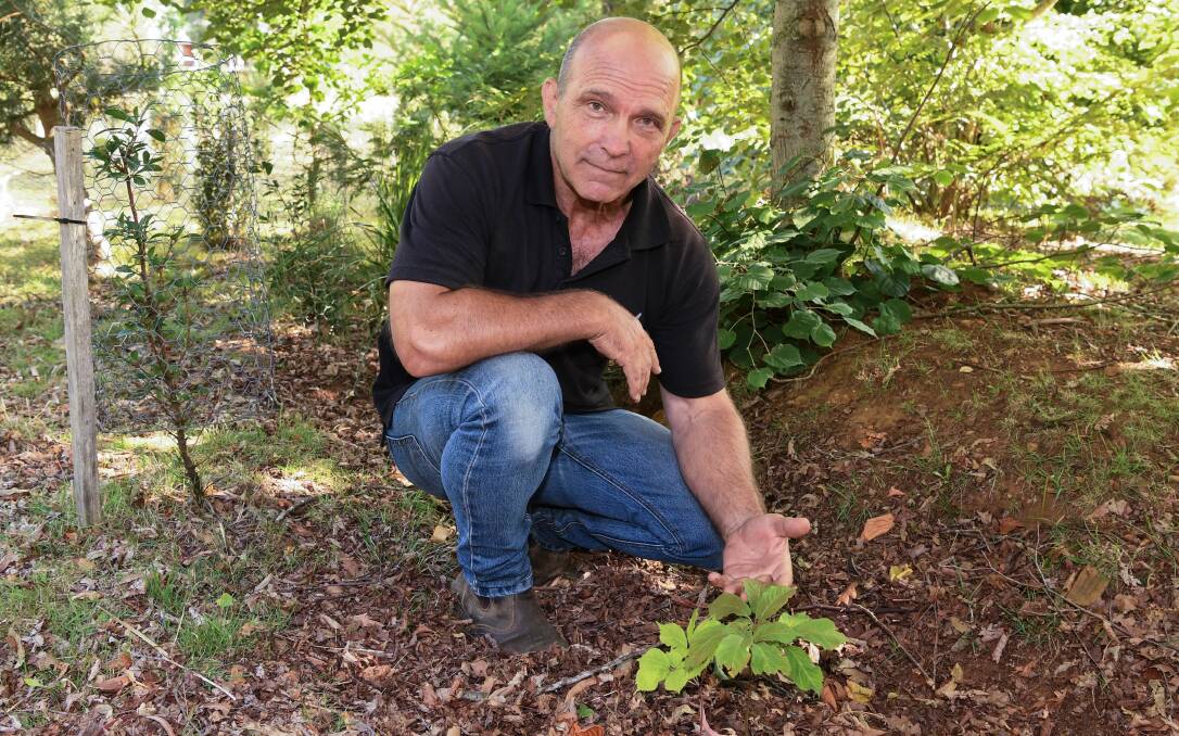 Ziggy Pyka with a wild-simulated grown ginseng plant at his 41 South property near Deloraine. Picture: Neil Richardson