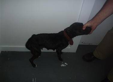 Zoe, when she was seized from the Newnham property. Picture: RSPCA Tasmania