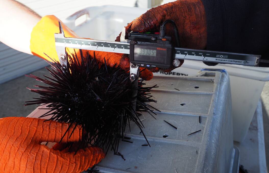 A long-spined sea urchin is measured on Tasmania's East Coast. Picture: Craig Mundy
