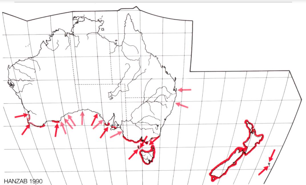 The spread of little penguins in Australia and New Zealand.