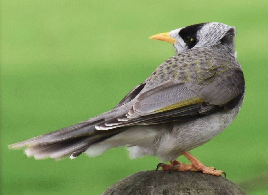 The noisy miner is believed to be harming the stress levels of small songbirds in the Tasmanian Midlands. Picture: Glen Bain