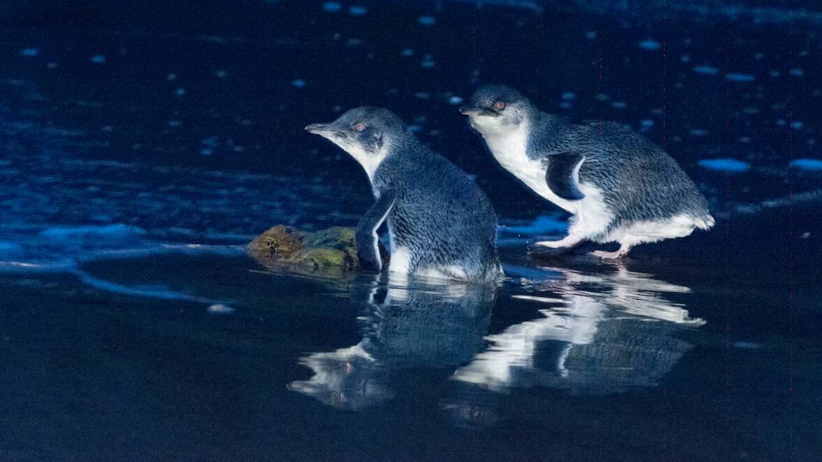 The behaviour of little penguins in Tasmania has changed in recent years, including their nesting and breeding cycles. Picture: Eric Woehler