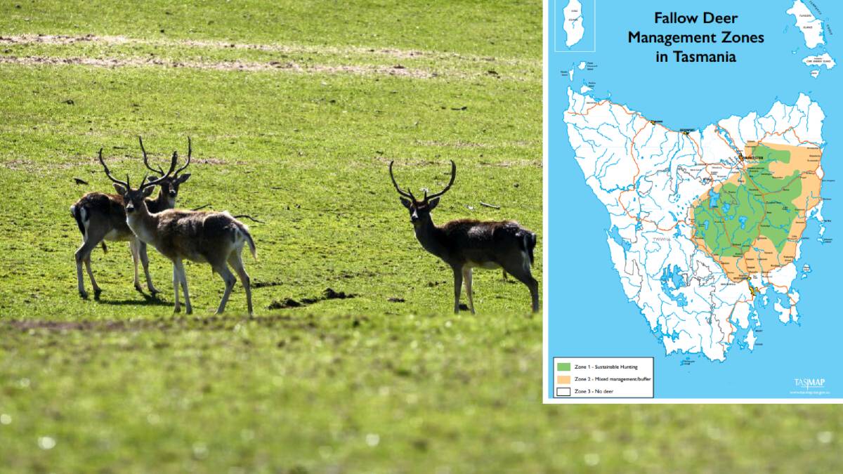 Wild fallow deer numbers have increased significantly in Tasmania over the past 35 years, prompting calls for greater efforts to control populations.
