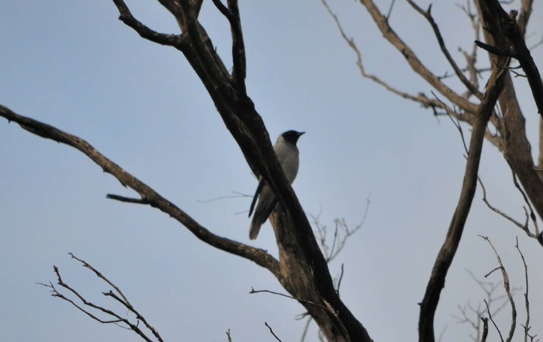 A black-faced cuckoo-shrike perches in a tree that would be removed for the prison. Picture: Adam Holmes