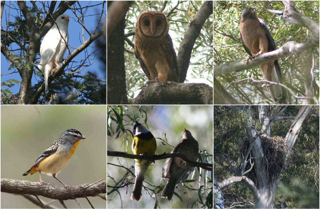 Some of the birds Sarah Llyod OAM had documented on the Bushy Rivulet land between 2006 and 2018, including a masked owl, wedge-tailed eagle nest and spotted pardalote. Pictures: Sarah Lloyd