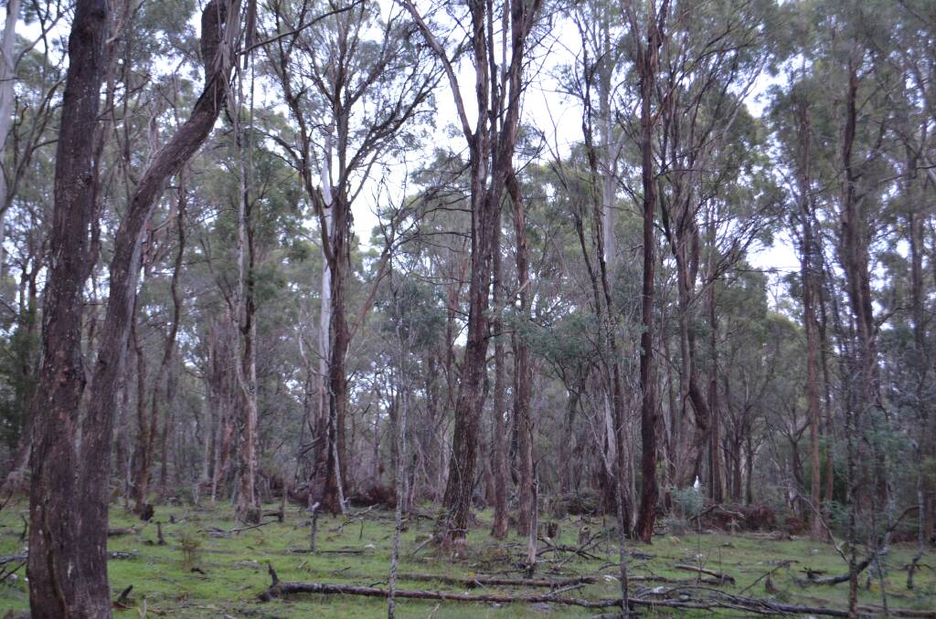 Having relocated the proposed prison to a site further from Westbury, the government instead angered conservation groups with plans to level part of a bush block. Picture: Adam Holmes