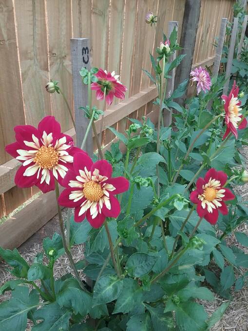 COMPETITION: David Pyke's dahlias in his yard in Westbury. He is ready for the Westbury Garden Club Summer Flower Show. Picture: David Pyke