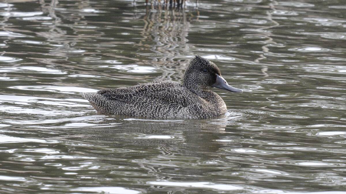 The freckled duck has also been observed in increasing numbers in Tasmania. Picture: Eric Woehler