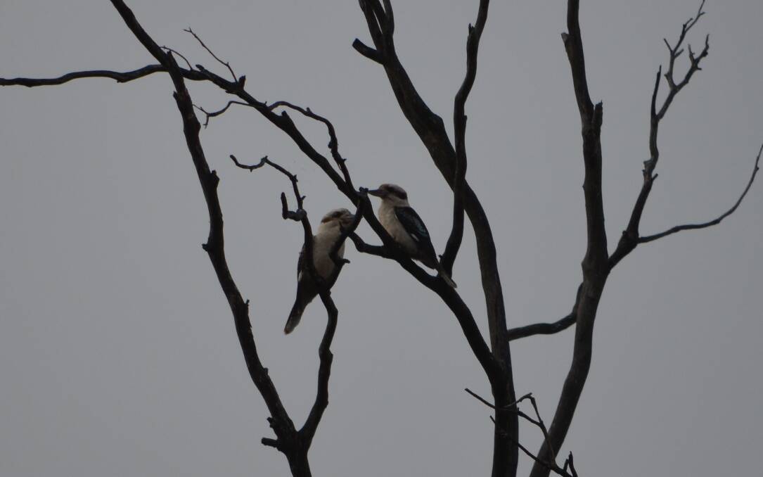 Kookaburras perch in the woodland block. Picture: Adam Holmes