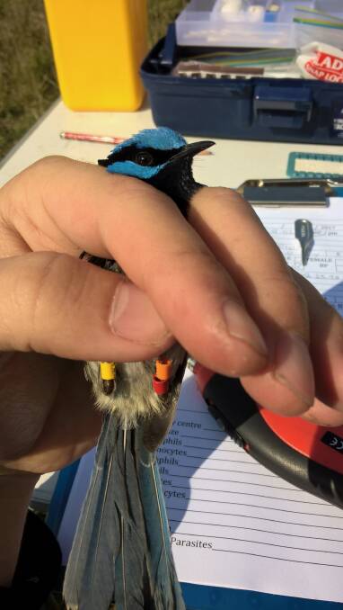 A superb fairy-wren has a blood test and is banded as part of the research. Picture: Glen Bain