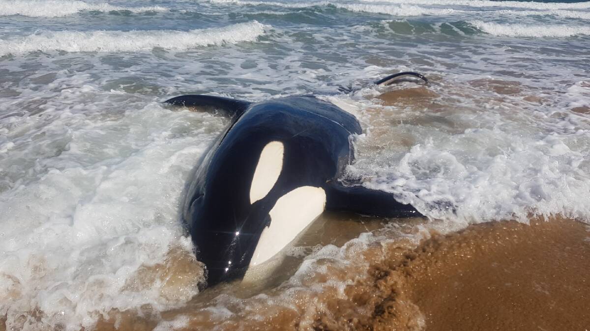The large male killer whale stranded at Badger Beach. Picture: DPIPWE