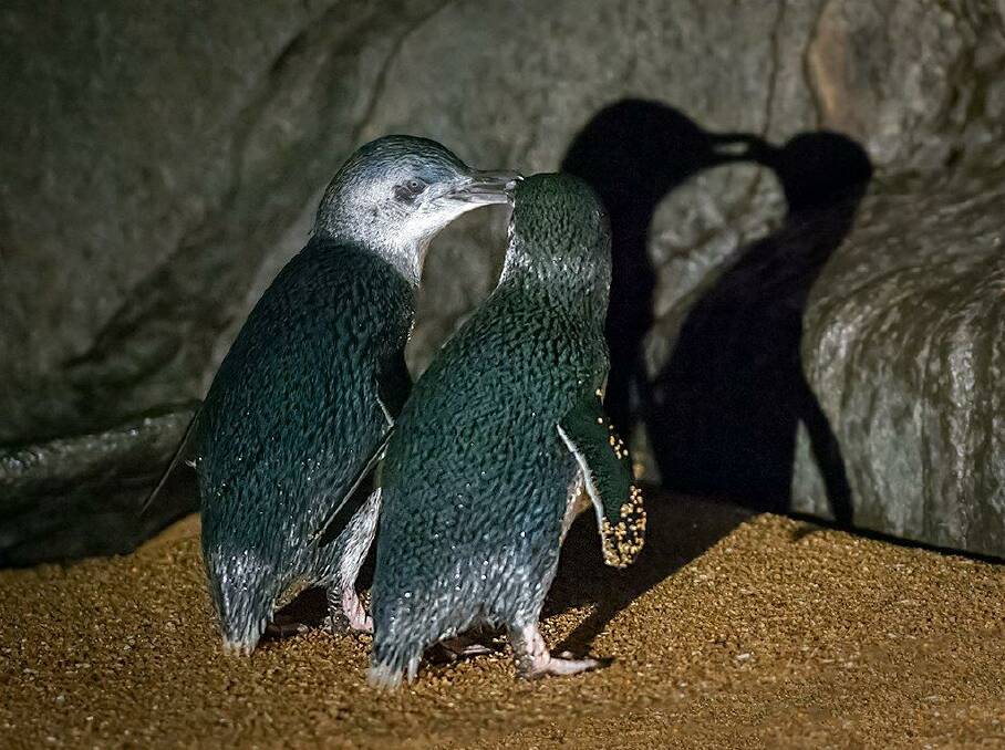 Low Head's little penguins have been attacked by dogs multiple times in the past nine months, killing at least 84. Picture: Low Head Penguin Tours