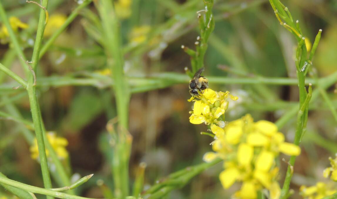 A native bee pollinating a brassica-type crop.