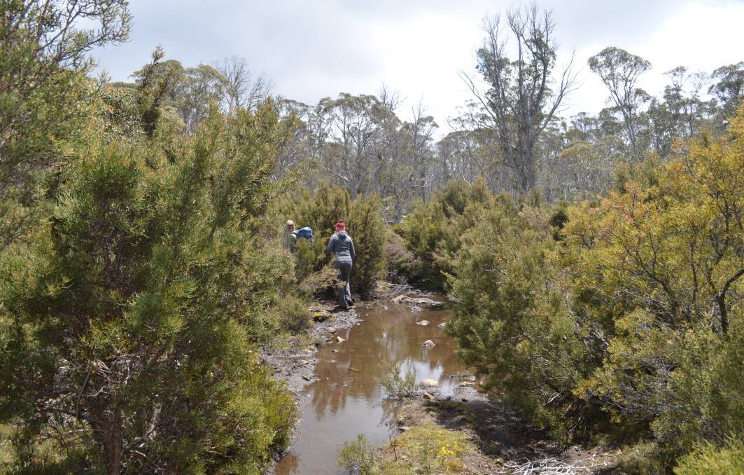 While rains made conditions muddy, all walkers believed the trek to Lake Malbena was easily achievable for people with even moderate levels of fitness. Picture: Adam Holmes