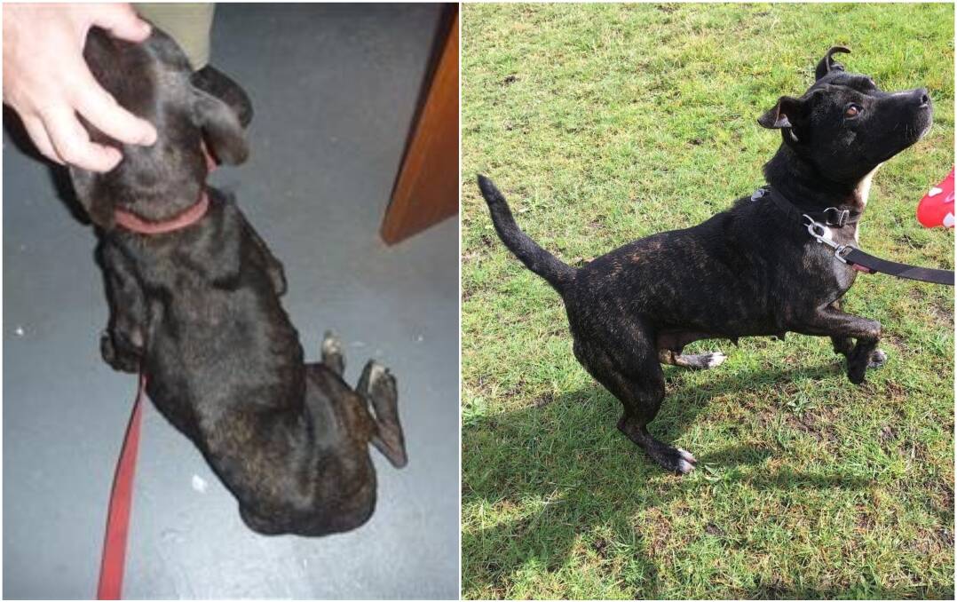 Staffordshire Zoe when she was seized by the RSPCA from a Newnham property in 2019 (left), and her condition two months after she was seized. Pictures: RSPCA Tasmania