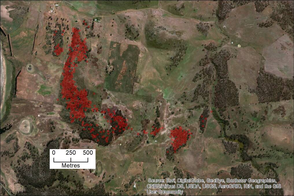 GPS data from a bettong named 'Andive' near Oatlands. A red mark is recorded every 15 minutes from his position. It shows he could cross small areas of pasture between woodlands, of about 200 metres.