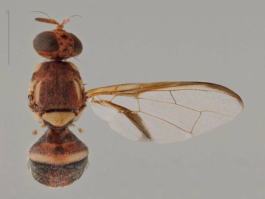 An adult Queensland fruit fly. Picture: Plant Health Australia