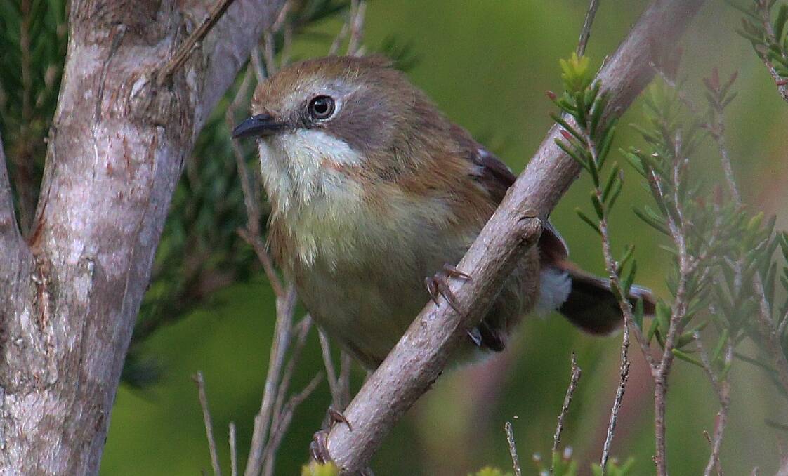 The King Island scrubtit. Picture: Dion Hobcroft