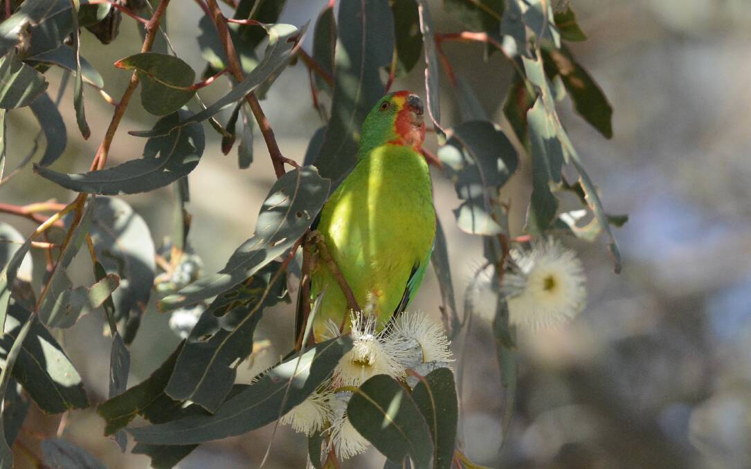 Swift parrots migrate up the East Coast of Tasmania every year and use hollow-bearing trees. Picture: Eric Woehler