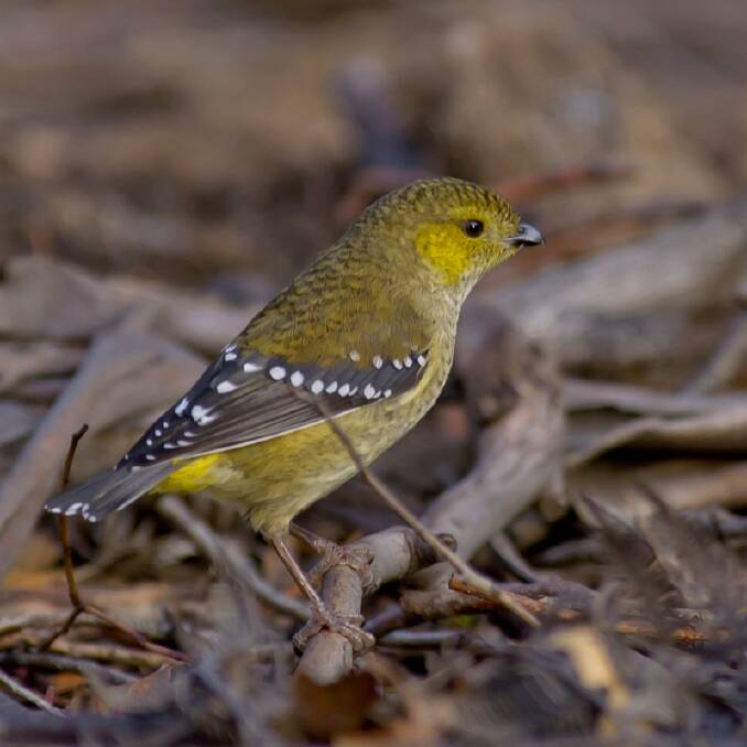 The forty-spotted pardalote relies on white gums, but its small size puts it at risk of predatory birds and feral cats. Picture: Alan Fletcher/Tassie Birds
