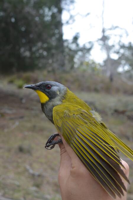 The yellow-throated honeyeater is yet to have a conservation status listed, but researchers are concerned for its future. Picture: Glen Bain